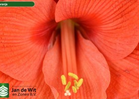 hippeastrum Naranja ® (3)